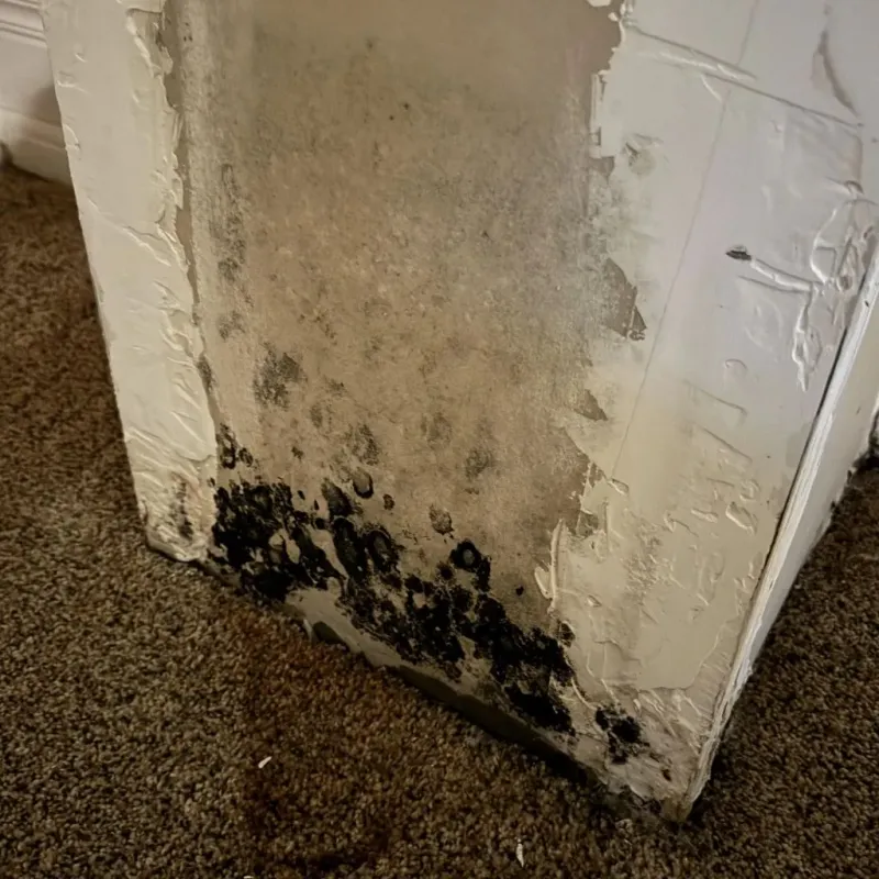 Professional Mold Removal in Shelby County, TX